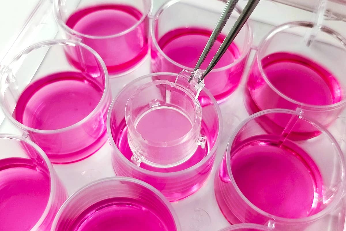 Zellkultur Testplatte mit pinker Flüssigkeit